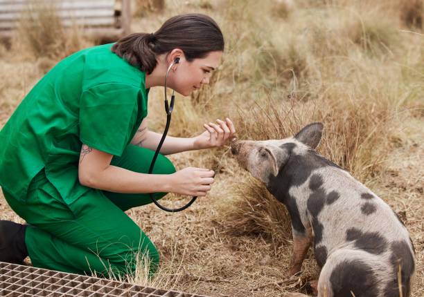 formation soigneur animalier emploi métier 